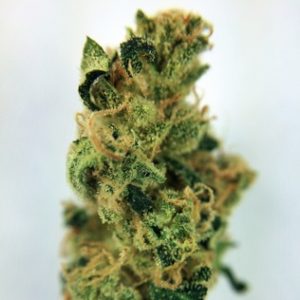 Buy Durban Poison Marijuana